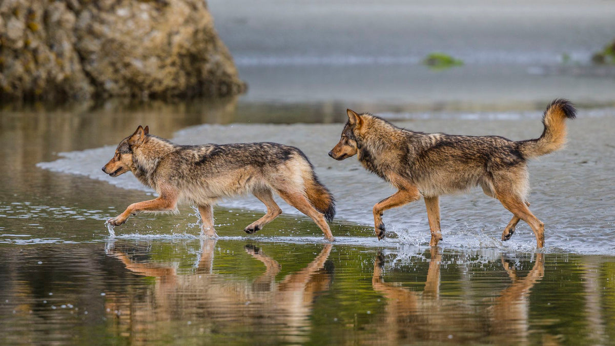 Sea Wolves About Us – Sea Wolves Provisions